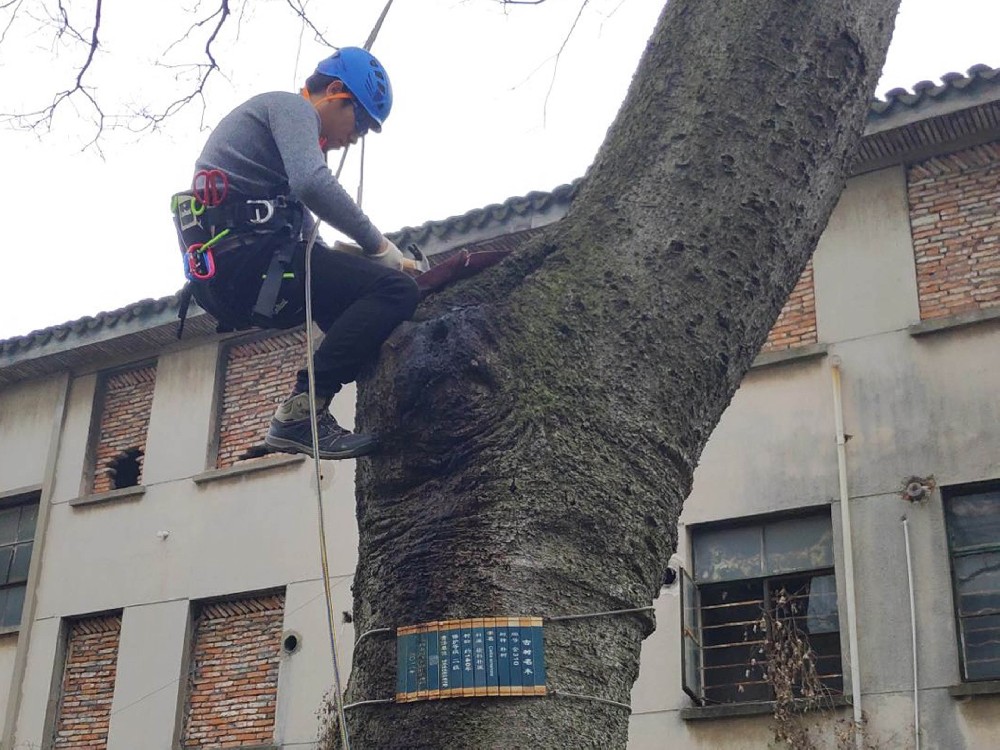 古樹(shù)樹(shù)洞修補(bǔ)